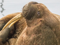 Walrus